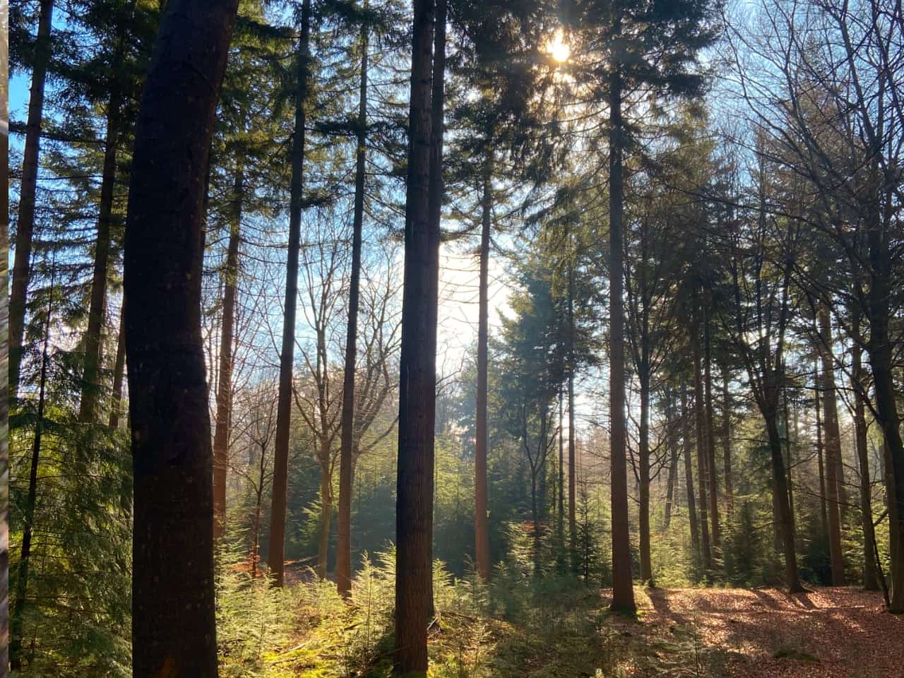 Bossen van Austerlitz