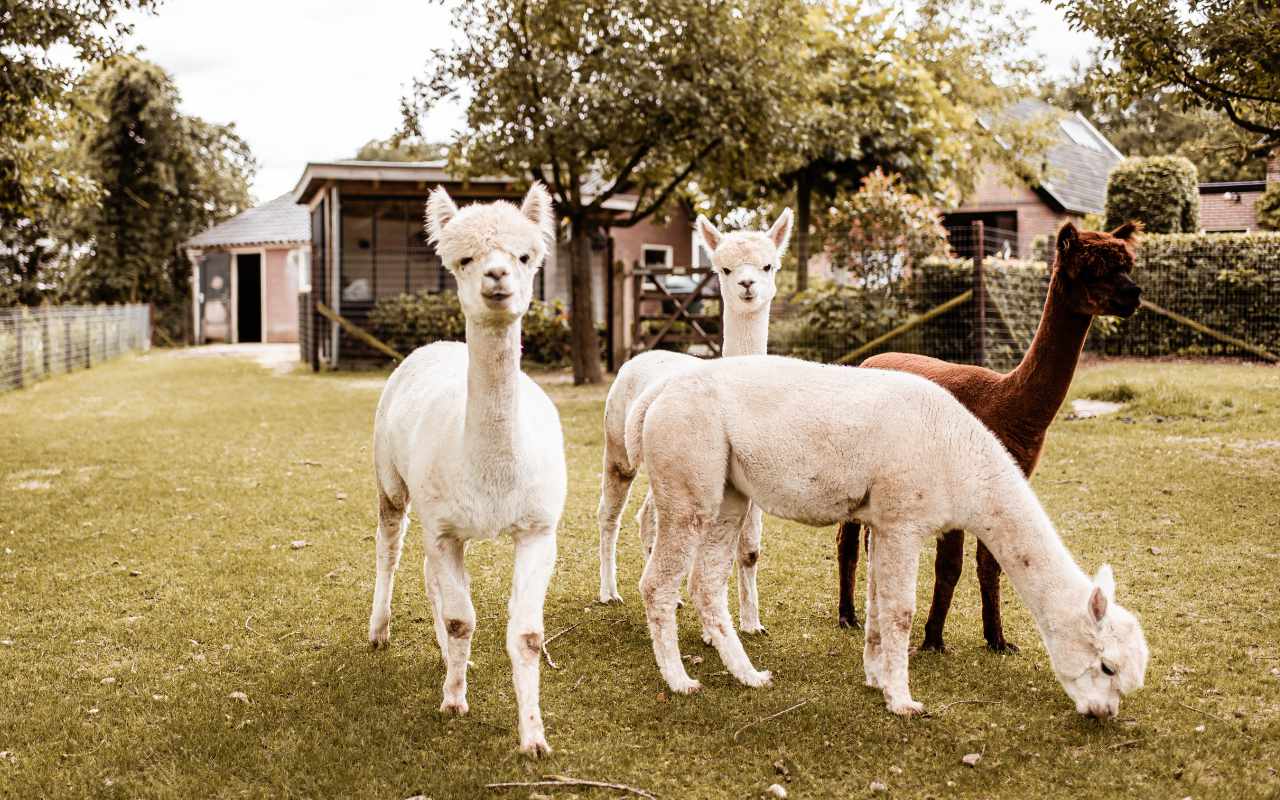 Alpaca Activiteiten